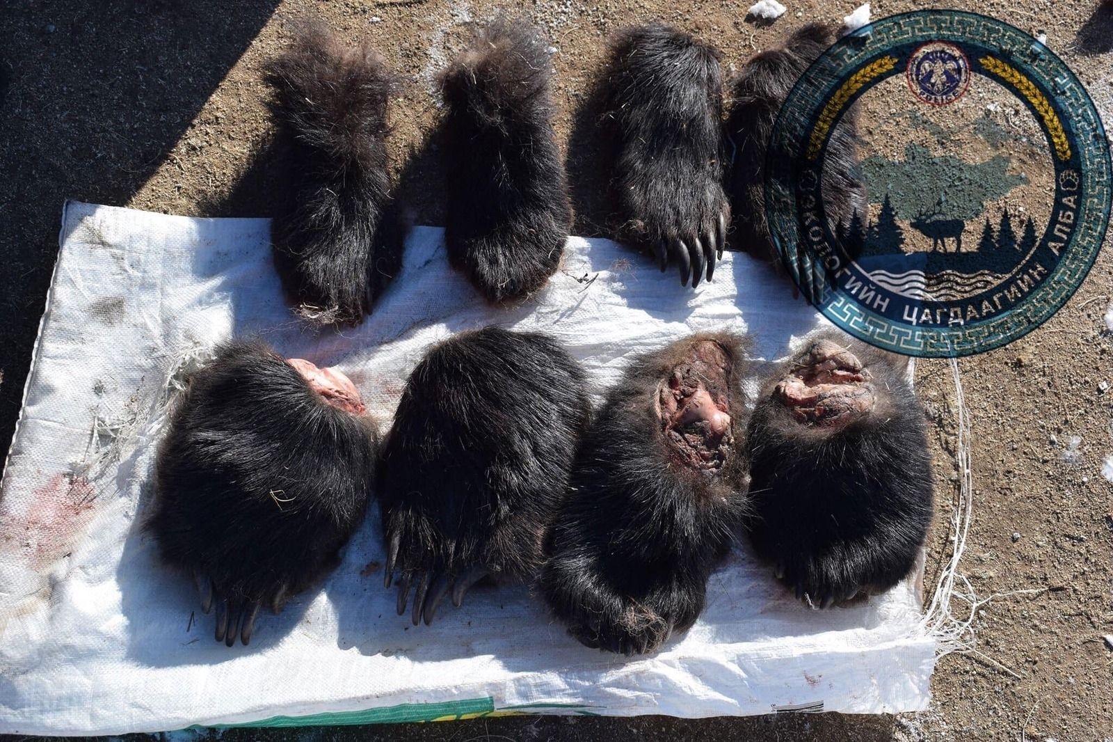 Ховор амьтны жагсаалтад орсон хүрэн баавгай, шивэр хандгайг хууль бусаар агнажээ